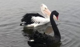 黑天鹅最新爆料视频大全,揭秘不为人知的幕后真相